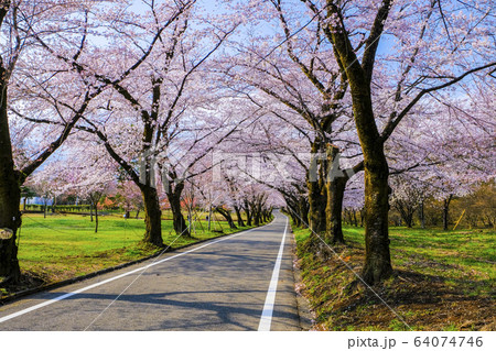 赤城南面千本桜2 赤城南面千本桜2 64074746