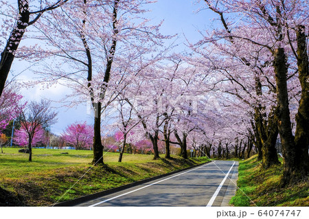 赤城南面千本桜3 赤城南面千本桜3 64074747