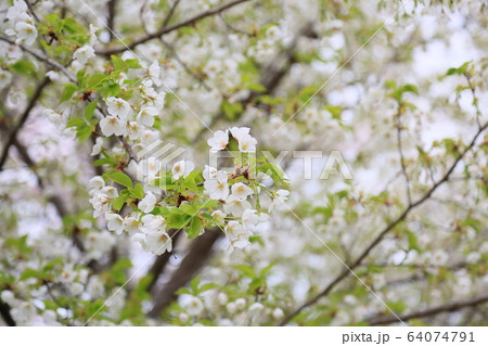 山桜の花 64074791