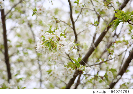 山桜の花 山桜の花 64074793