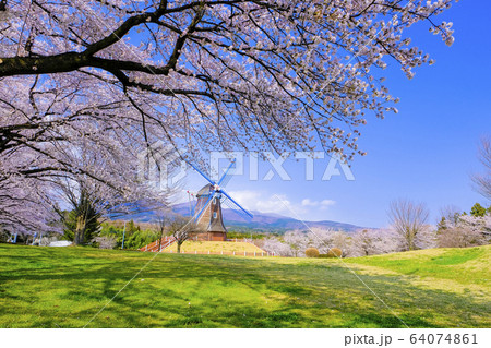 風車と桜並木2 風車と桜並木2 64074861