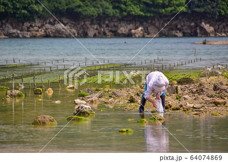 アーサー採取 64074869