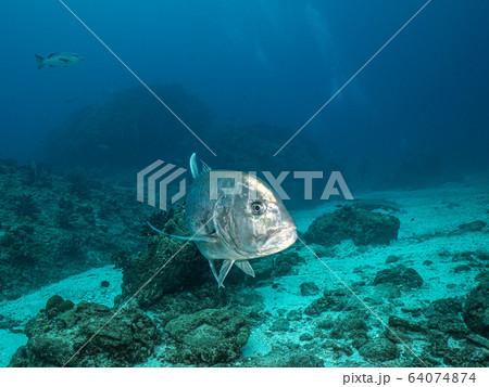 ロウニンアジ ロウニンアジ 64074874