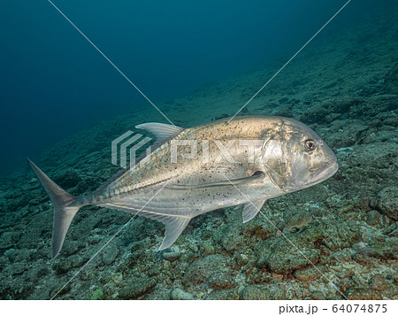 ロウニンアジ ロウニンアジ 64074875