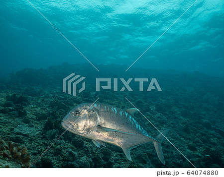 ロウニンアジ ロウニンアジ 64074880