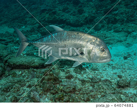 ロウニンアジ 64074881