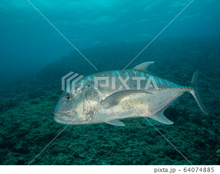 ロウニンアジ 64074885