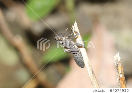 ムカシトンボの羽化殻 64074939