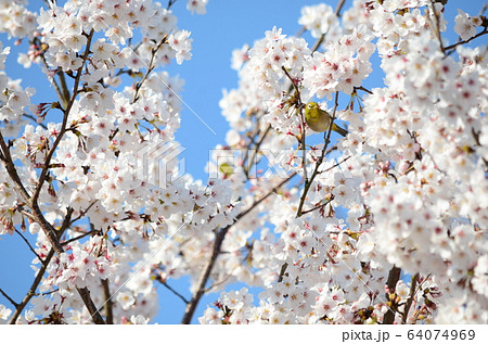 野鳥 メジロ 野鳥 メジロ 64074969