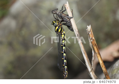 ムカシトンボの羽化 ムカシトンボの羽化 64074970