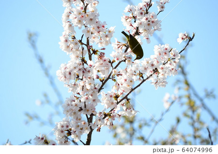 野鳥　メジロ 64074996