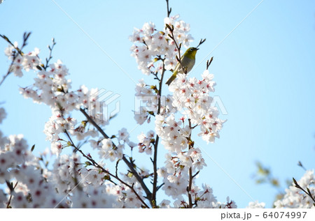 野鳥　メジロ 64074997