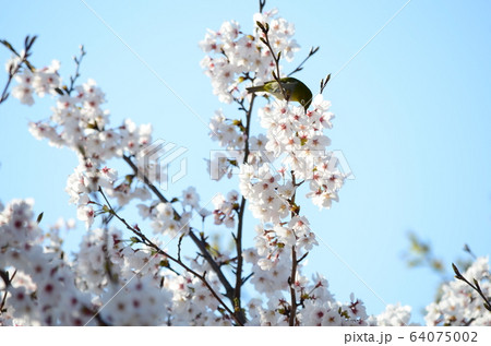 野鳥　メジロ 64075002