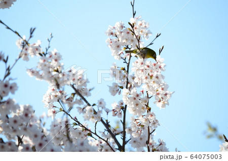 野鳥　メジロ 64075003