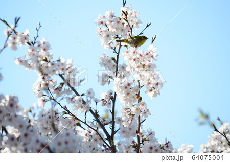 野鳥　メジロ 64075004