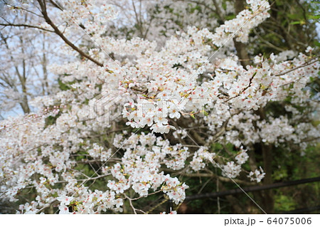 ソメイヨシノの花 ソメイヨシノの花 64075006