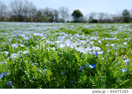 埼玉県 国営武蔵丘陵森林公園 春 ネモフィラ 埼玉県 国営武蔵丘陵森林公園 春 ネモフィラ 64075165