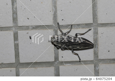 ウバタマムシ ウバタマムシ 64075204