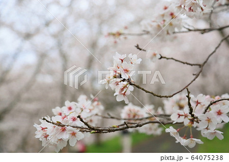 ソメイヨシノの花 ソメイヨシノの花 64075238