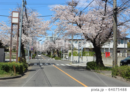 桜が咲く住宅地の道路(名古屋市瑞穂区) 桜が咲く住宅地の道路(名古屋市瑞穂区) 64075488