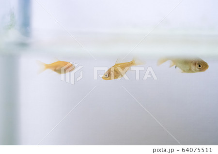 金魚 稚魚の写真素材