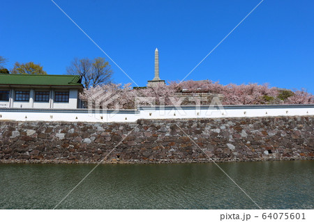 ■ 甲府城 ■ 舞鶴城公園 ■ 快晴 ■ 山梨県 ■ 桜満開 64075601