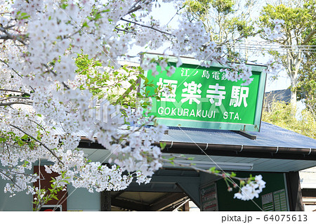 神奈川県鎌倉市　江ノ島電鉄線　極楽寺駅の桜 64075613