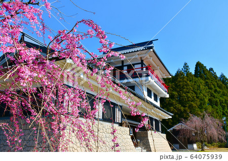 舟見城址館 春 しだれ桜 入善町 舟見城址館 春 しだれ桜 入善町 64075939