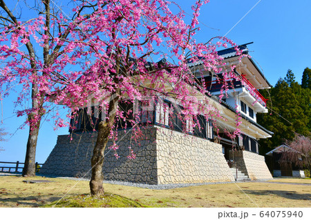 舟見城址館 春 しだれ桜 入善町 舟見城址館 春 しだれ桜 入善町 64075940