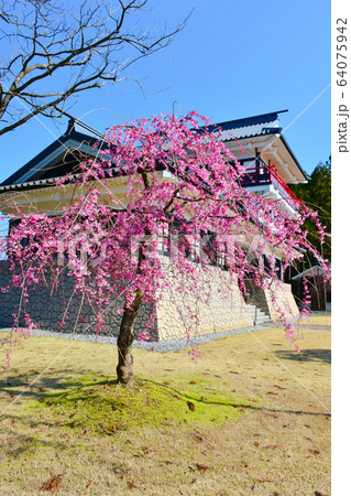 舟見城址館 しだれ桜 入善町 舟見城址館 しだれ桜 入善町 64075942