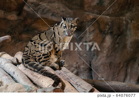 Clouded Leopard close up portrait Clouded Leopard close up portrait 64076077