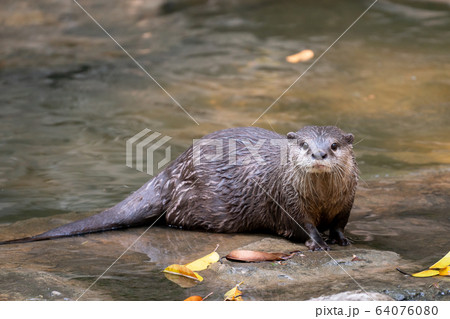 Asian small clawed otter 64076080