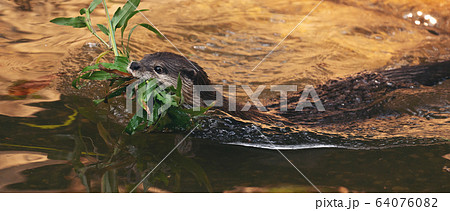 Asian small clawed otter 64076082