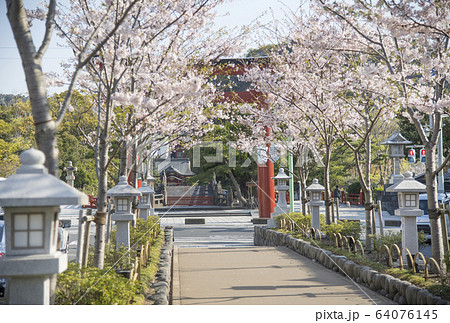 神奈川県鎌倉市 段葛の桜 鶴岡八幡宮の写真素材