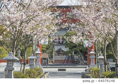 神奈川県鎌倉市 段葛の桜 鶴岡八幡宮 神奈川県鎌倉市 段葛の桜 鶴岡八幡宮 64076146