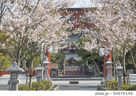 神奈川県鎌倉市 段葛の桜 鶴岡八幡宮 神奈川県鎌倉市 段葛の桜 鶴岡八幡宮 64076149