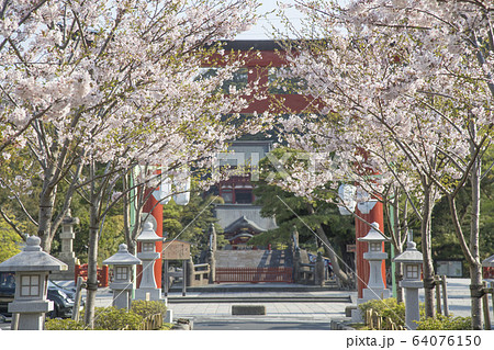 神奈川県鎌倉市 段葛の桜 鶴岡八幡宮の写真素材