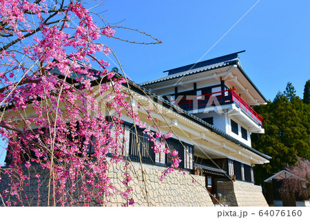 舟見城址館　春　しだれ桜　入善町 64076160