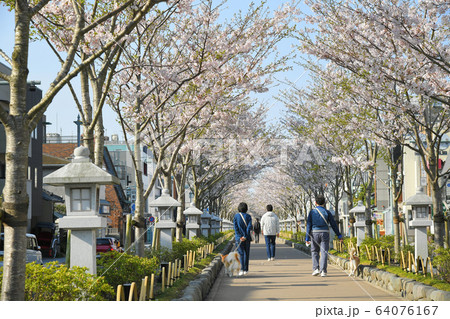 神奈川県鎌倉市　段葛の桜　鶴岡八幡宮 64076167