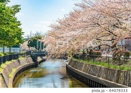 日本の春 北越谷 逆川緑の道沿いの桜並木 64076333