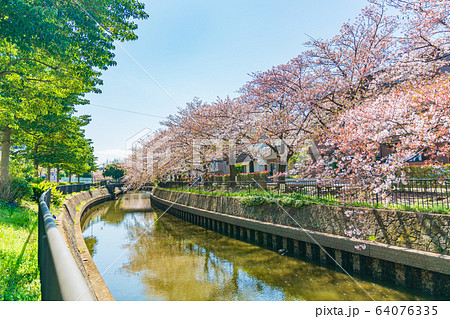 日本の春 北越谷 逆川緑の道沿いの桜並木 64076335