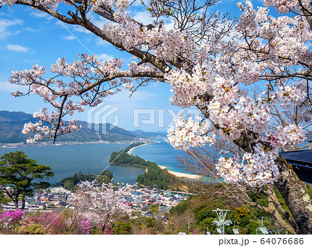 日本三景の天橋立 桜が満開の丹後半島天橋立 64076686