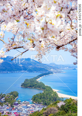 日本三景の天橋立 桜が満開の丹後半島天橋立 64076696