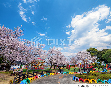 日本三景の天橋立 桜が満開の丹後半島天橋立 64076772