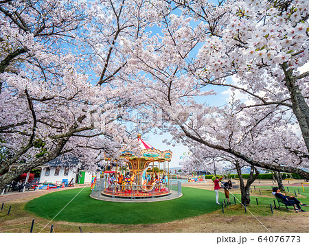 日本三景の天橋立 桜が満開の丹後半島天橋立 64076773