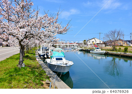 新湊　内川の水路　桜　射水市 64076926