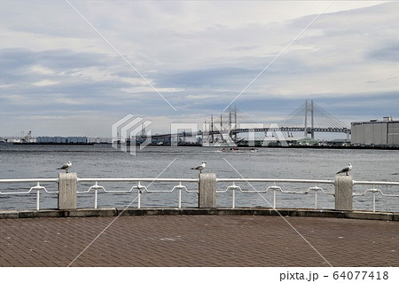 カモメ3羽 64077418