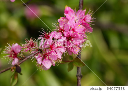 ニワウメの花 64077558