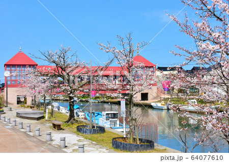 新湊　内川の水路　東橋　桜 64077610