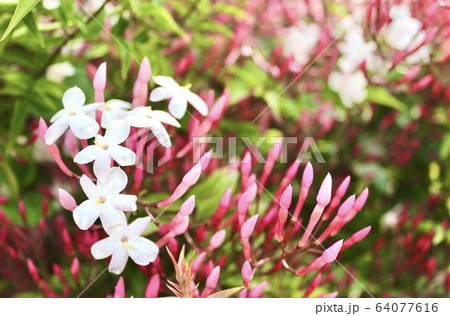 羽衣ジャスミン 64077616